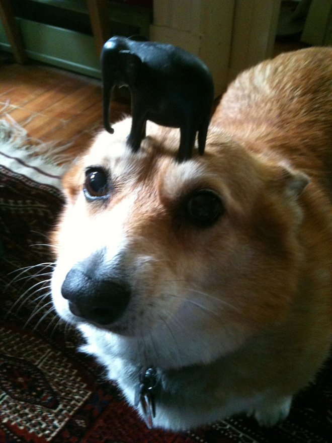 Things on Hazel’s Head