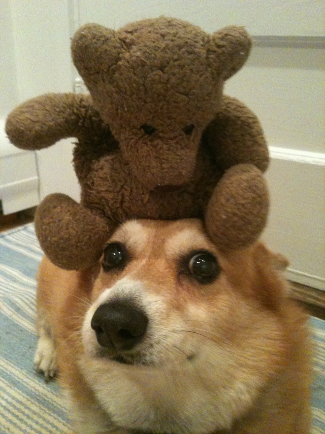 Things on Hazel’s Head