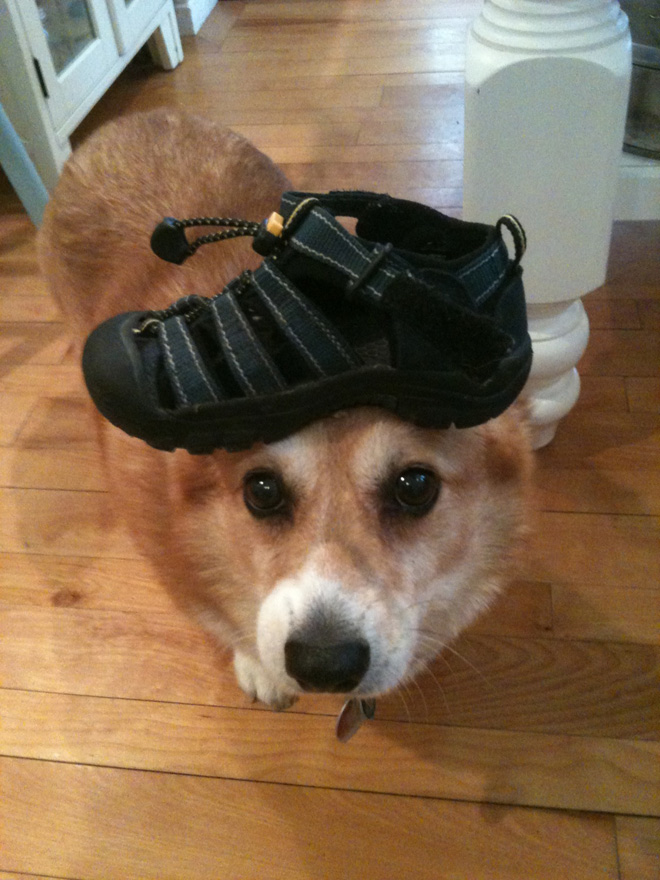 Things on Hazel’s Head