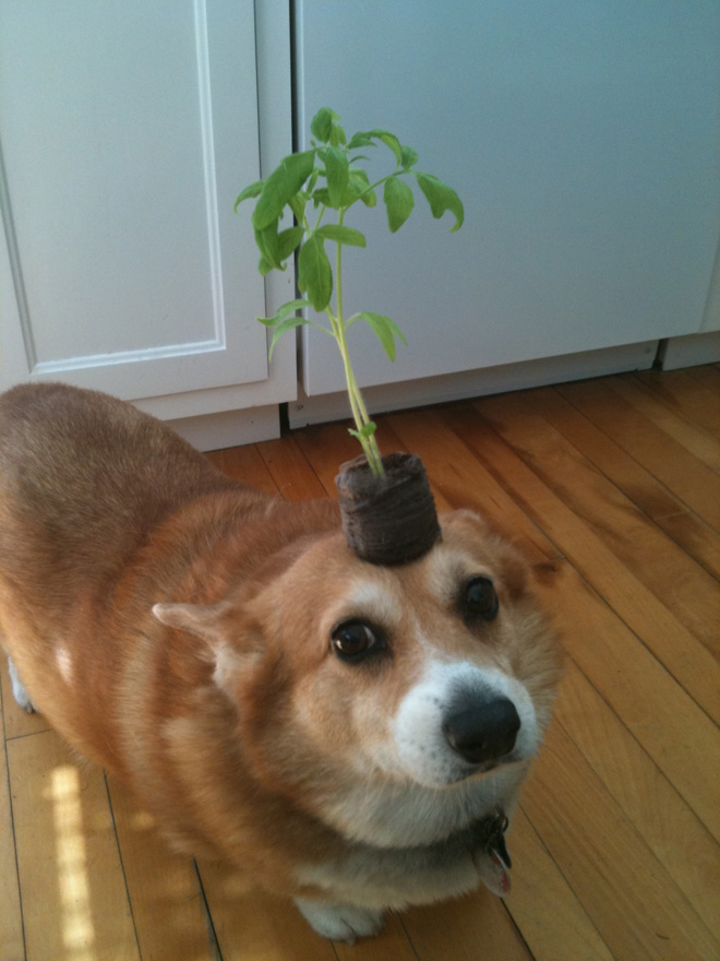 Things on Hazel’s Head