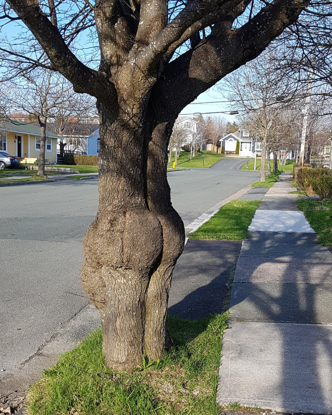 Things That Totally Look Like Butts, But Definitely Are Not Butts