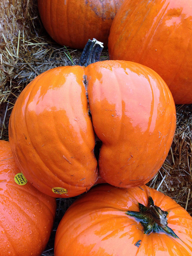 Things That Totally Look Like Butts, But Definitely Are Not Butts