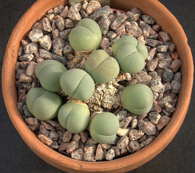 Things That Totally Look Like Butts, But Definitely Are Not Butts