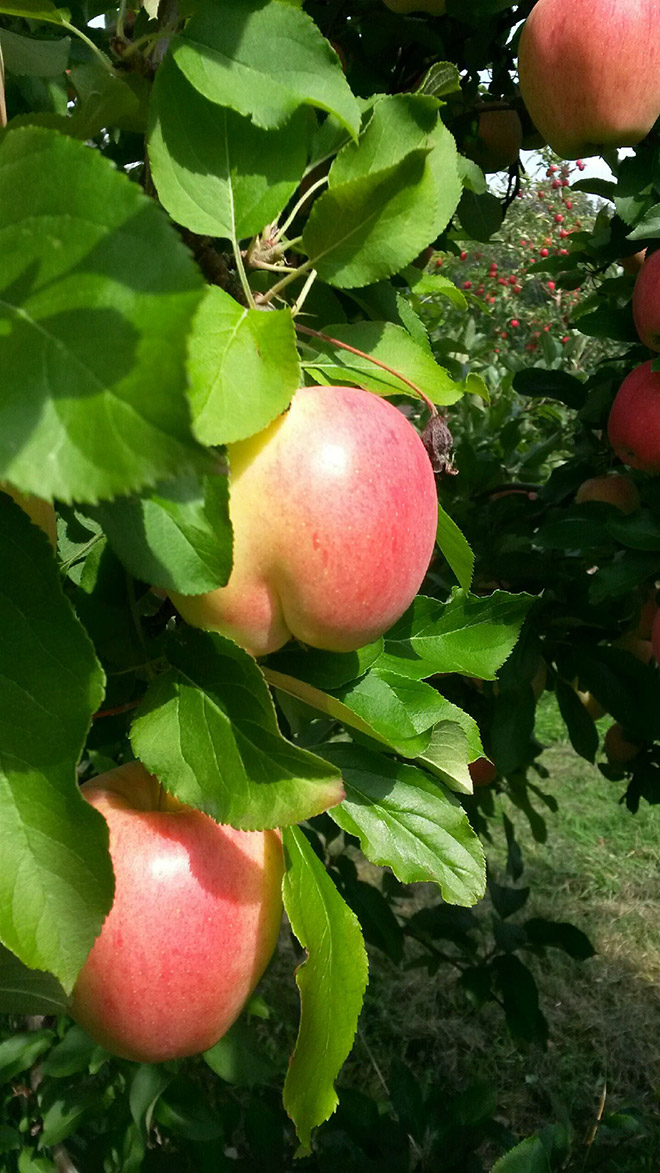 Things That Totally Look Like Butts, But Definitely Are Not Butts