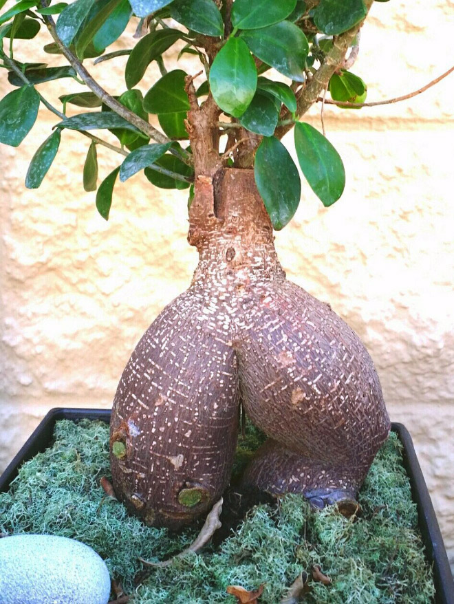 Things That Totally Look Like Butts, But Definitely Are Not Butts