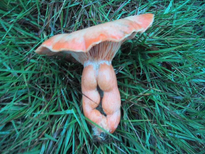 Things That Totally Look Like Butts, But Definitely Are Not Butts