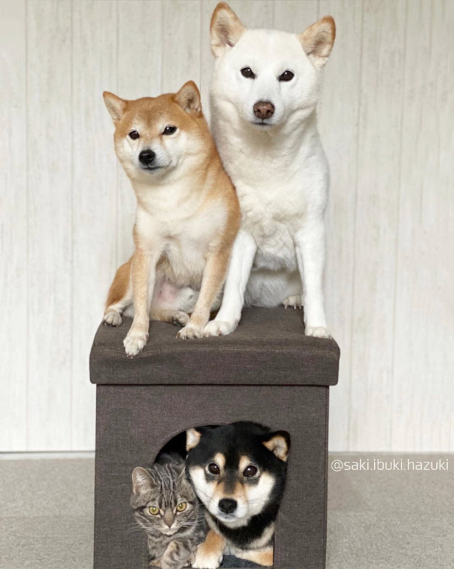 This Adorable Cat Feels And Acts Like He’s Not Any Different From His “Brothers”