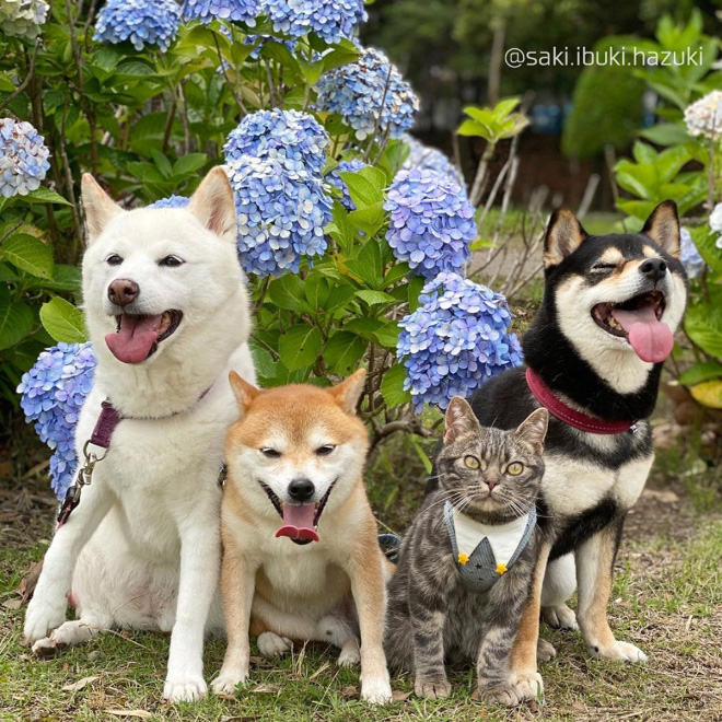 This Adorable Cat Feels And Acts Like He’s Not Any Different From His “Brothers”
