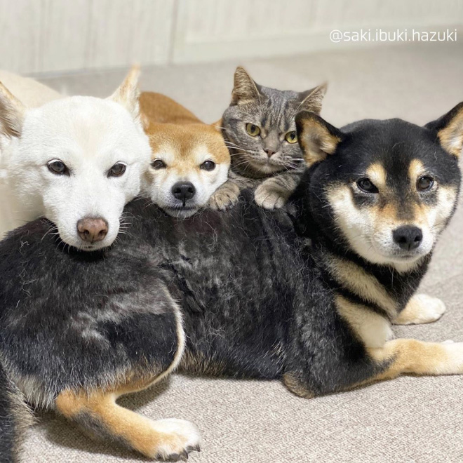 This Adorable Cat Feels And Acts Like He’s Not Any Different From His “Brothers”