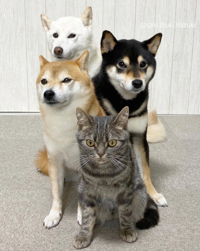 This Adorable Cat Feels And Acts Like He’s Not Any Different From His “Brothers”