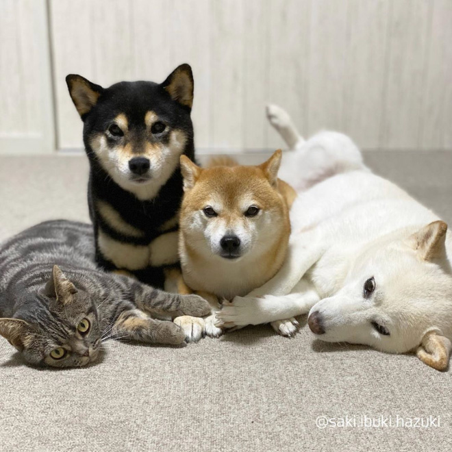 This Adorable Cat Feels And Acts Like He’s Not Any Different From His “Brothers”