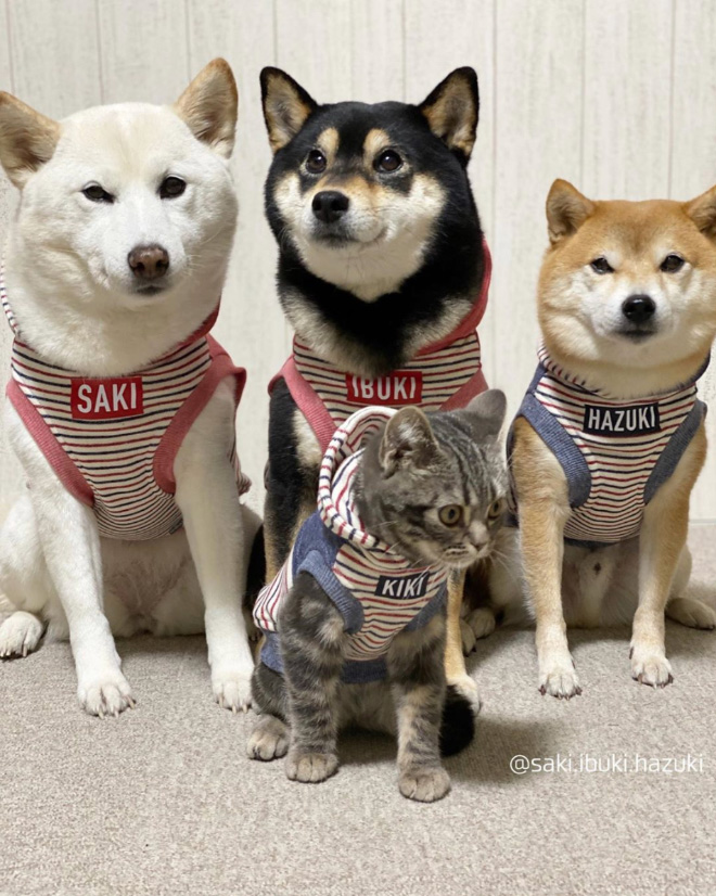 This Adorable Cat Feels And Acts Like He’s Not Any Different From His “Brothers”