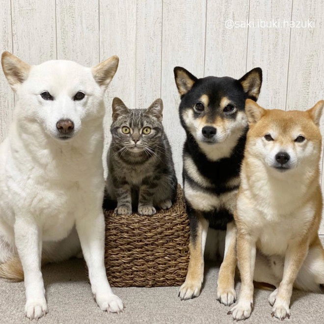 This Adorable Cat Feels And Acts Like He’s Not Any Different From His “Brothers”