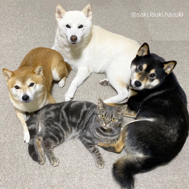 This Adorable Cat Feels And Acts Like He’s Not Any Different From His “Brothers”