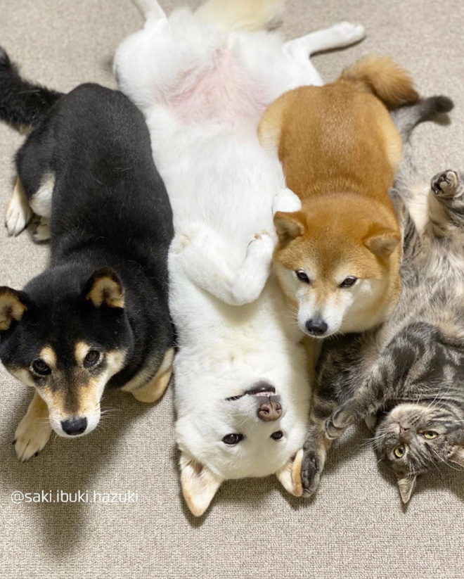 This Adorable Cat Feels And Acts Like He’s Not Any Different From His “Brothers”