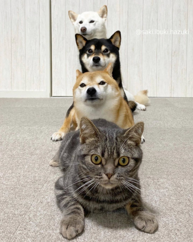 This Adorable Cat Feels And Acts Like He’s Not Any Different From His “Brothers”