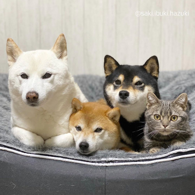 This Adorable Cat Feels And Acts Like He’s Not Any Different From His “Brothers”