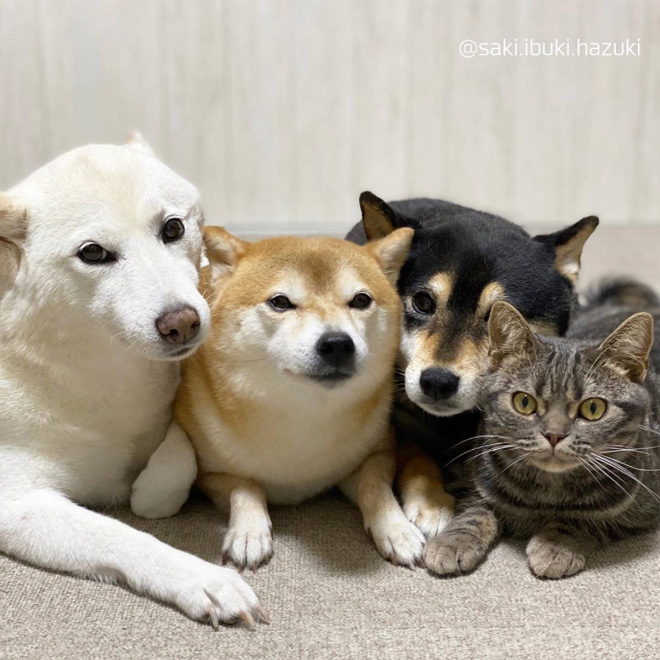 This Adorable Cat Feels And Acts Like He’s Not Any Different From His “Brothers”