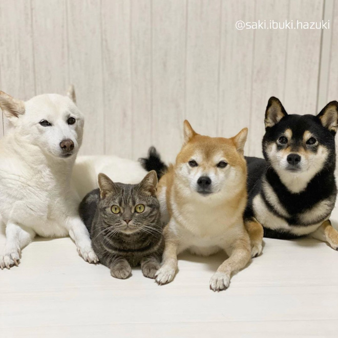 This Adorable Cat Feels And Acts Like He’s Not Any Different From His “Brothers”