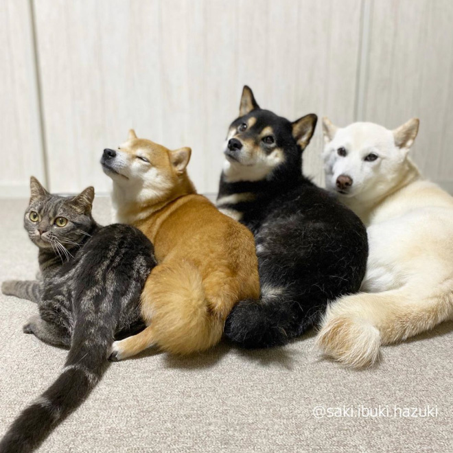 This Adorable Cat Feels And Acts Like He’s Not Any Different From His “Brothers”