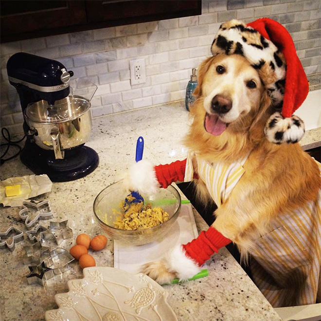 This Dog Has No Idea What She’s Doing
