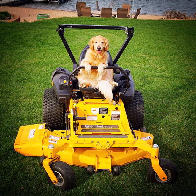 This Dog Has No Idea What She’s Doing