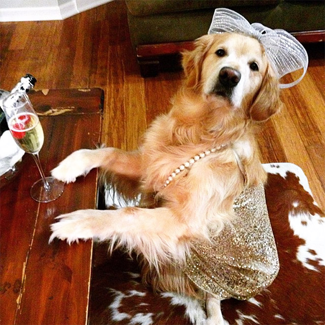 This Dog Has No Idea What She’s Doing