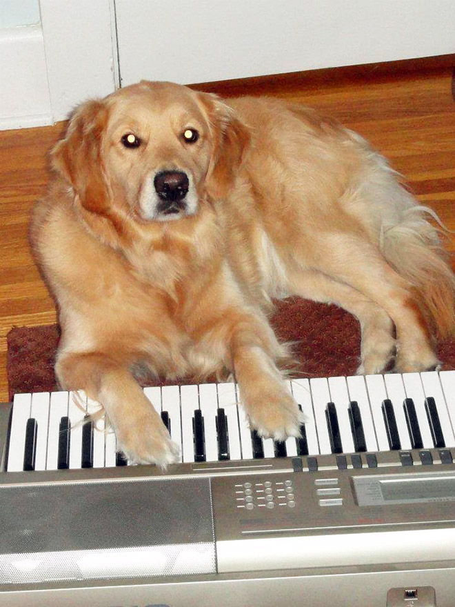 This Dog Has No Idea What She’s Doing