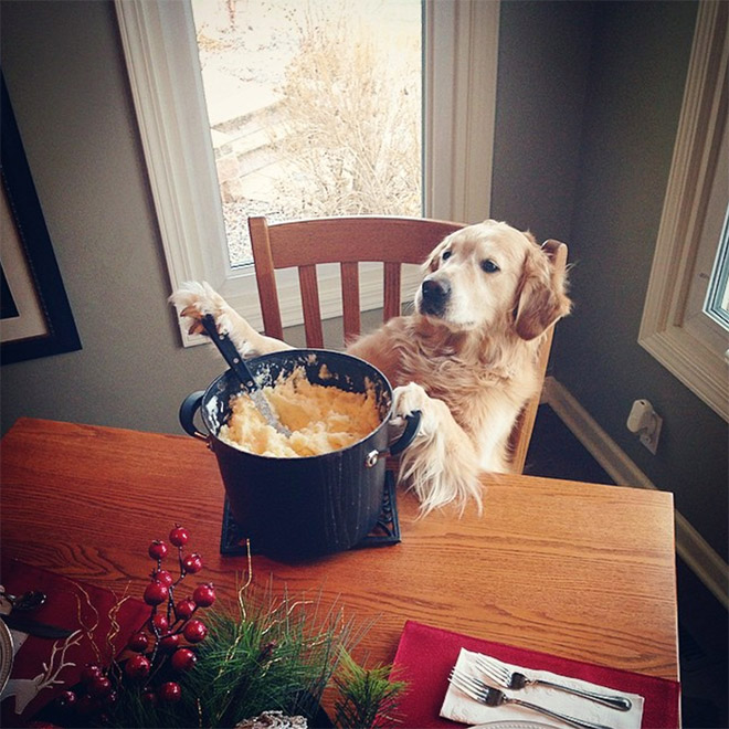 This Dog Has No Idea What She’s Doing