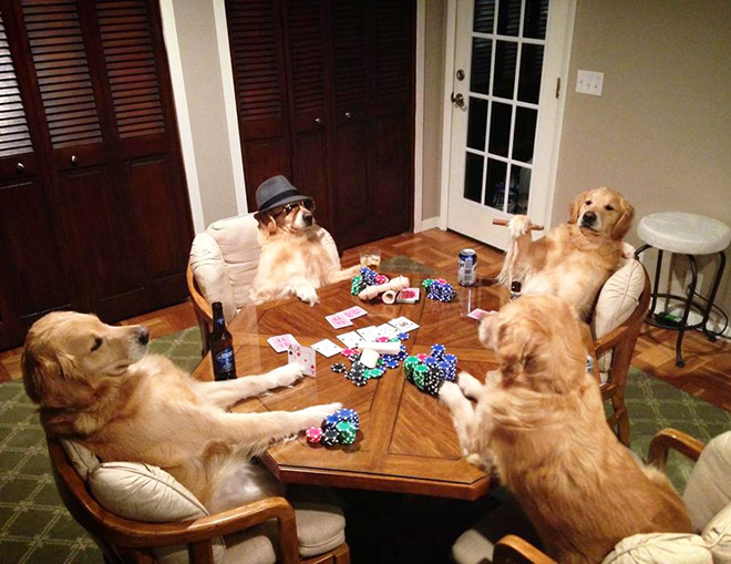 This Dog Has No Idea What She’s Doing
