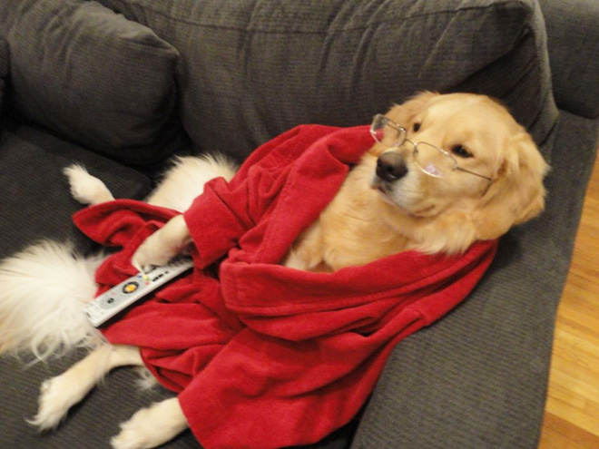This Dog Has No Idea What She’s Doing