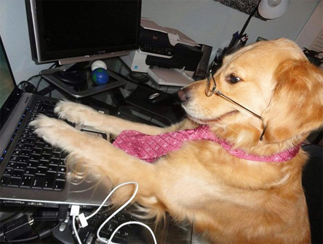 This Dog Has No Idea What She’s Doing