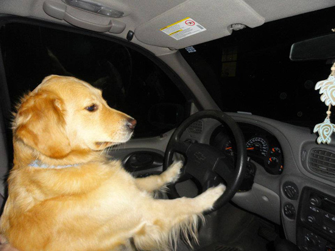 This Dog Has No Idea What She’s Doing