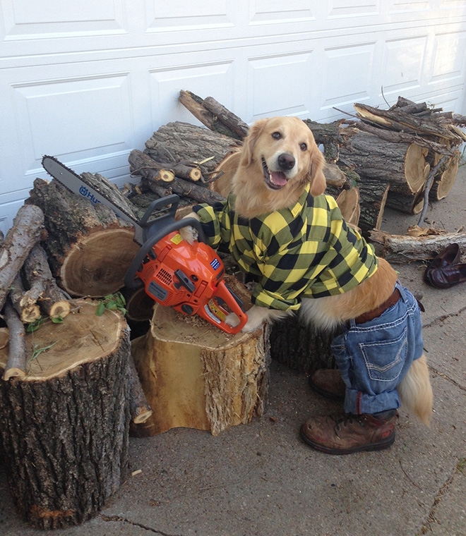 This Dog Has No Idea What She’s Doing