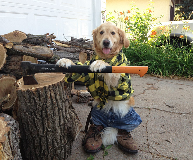 This Dog Has No Idea What She’s Doing