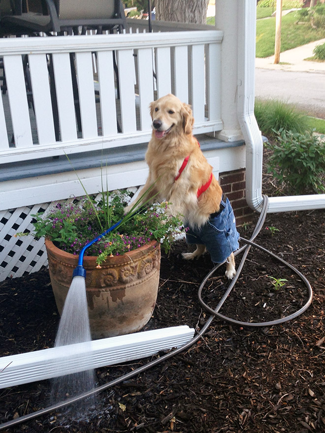 This Dog Has No Idea What She’s Doing