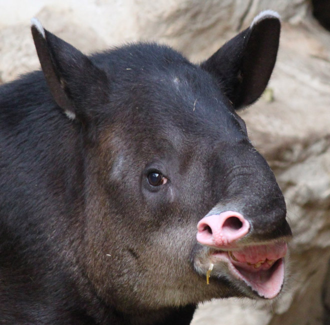 This Facebook Group Is Dedicated To Crappy Wildlife Photos That Are So Bad They’re Good