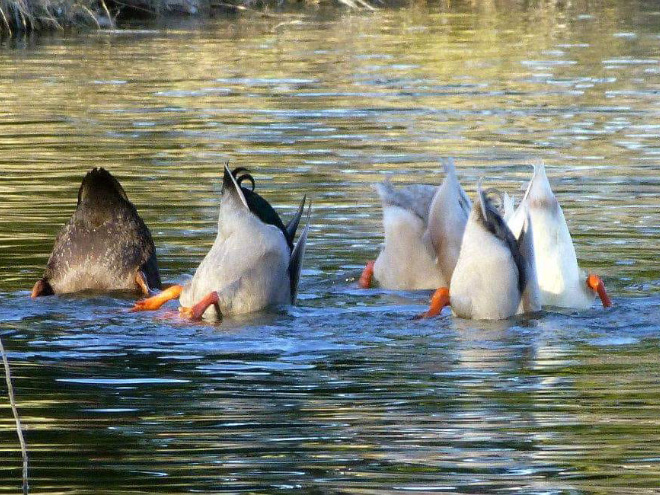 This Facebook Group Is Dedicated To Crappy Wildlife Photos That Are So Bad They’re Good