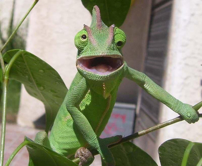 This Facebook Group Is Dedicated To Crappy Wildlife Photos That Are So Bad They’re Good