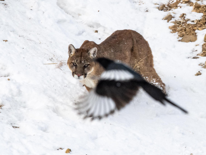 This Facebook Group Is Dedicated To Crappy Wildlife Photos That Are So Bad They’re Good