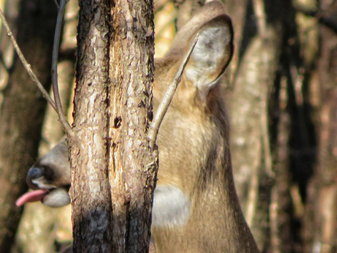 This Facebook Group Is Dedicated To Crappy Wildlife Photos That Are So Bad They’re Good