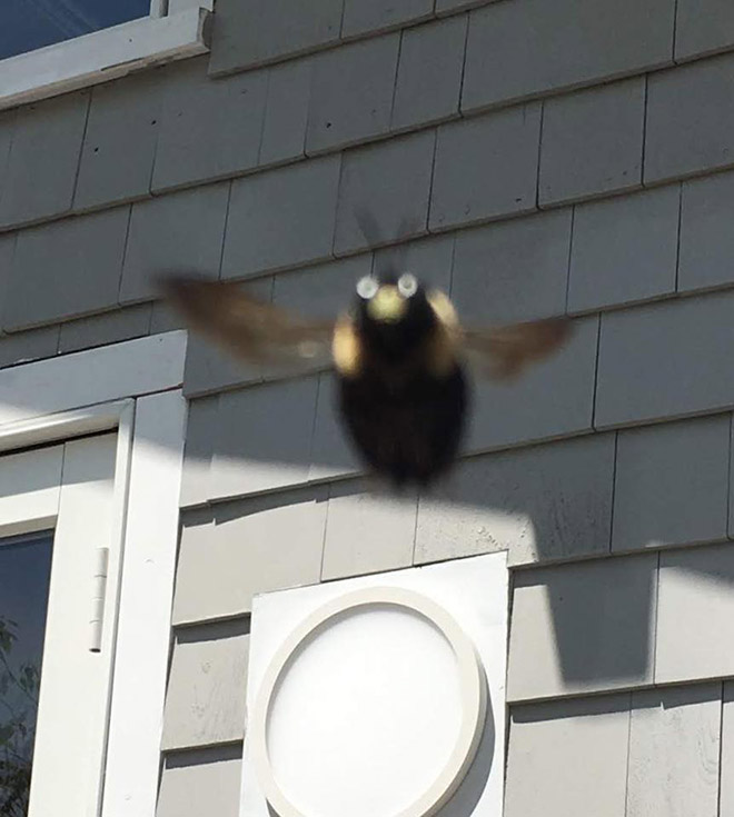 This Facebook Group Is Dedicated To Crappy Wildlife Photos That Are So Bad They’re Good