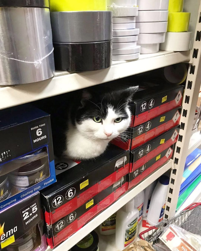 This Instagram Account Collects Photos Of Cats In Small Shops Looking Like They Own The Place