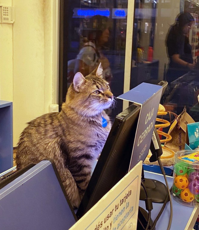 This Instagram Account Collects Photos Of Cats In Small Shops Looking Like They Own The Place