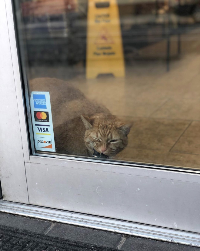 This Instagram Account Collects Photos Of Cats In Small Shops Looking Like They Own The Place