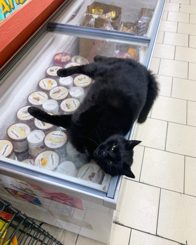 This Instagram Account Collects Photos Of Cats In Small Shops Looking Like They Own The Place