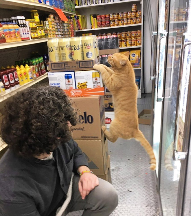 This Instagram Account Collects Photos Of Cats In Small Shops Looking Like They Own The Place