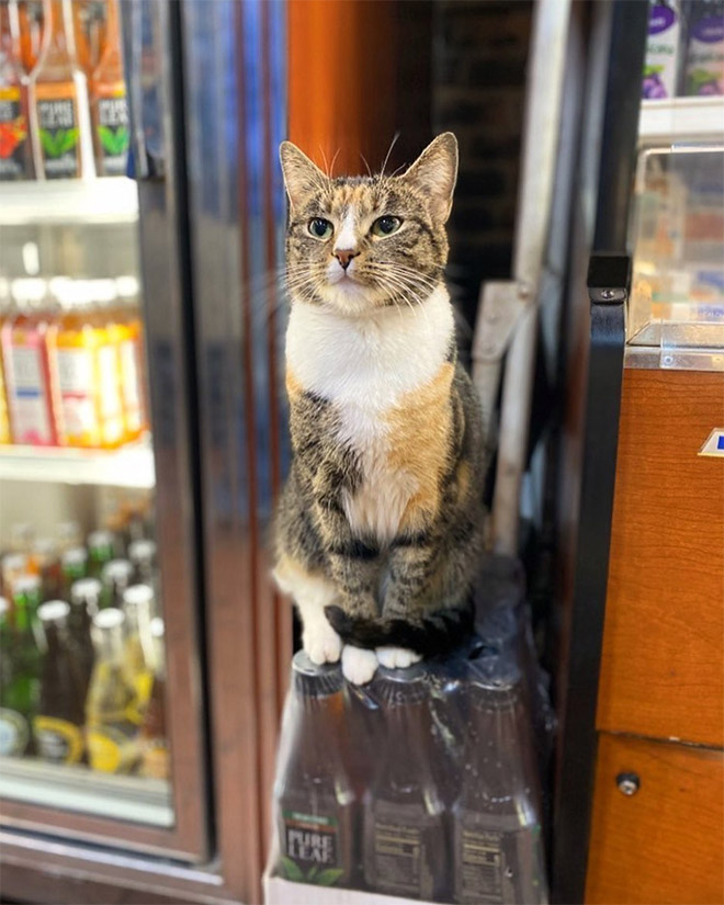 This Instagram Account Collects Photos Of Cats In Small Shops Looking Like They Own The Place