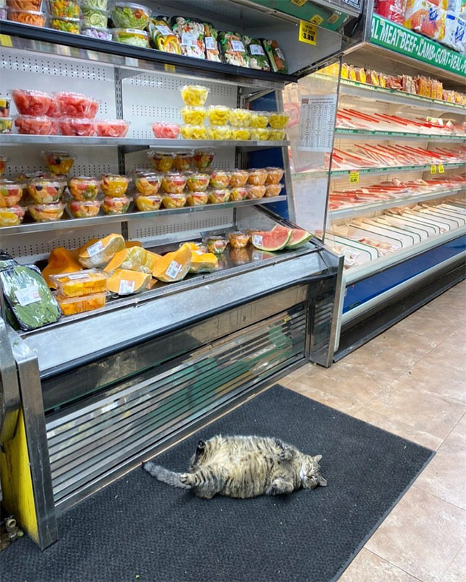This Instagram Account Collects Photos Of Cats In Small Shops Looking Like They Own The Place