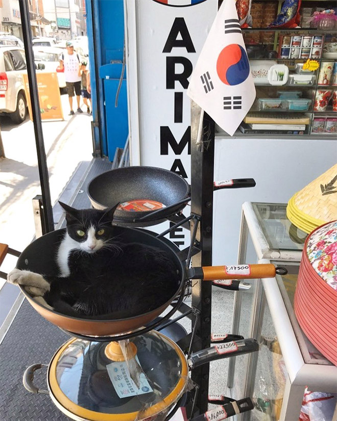 This Instagram Account Collects Photos Of Cats In Small Shops Looking Like They Own The Place